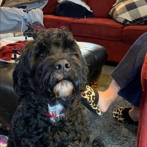 Meet your Posher, Raymond